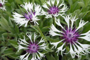 centaurea amethyst in snow