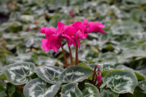 cyclamen