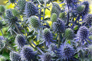 Eryngium Blue Hobbit