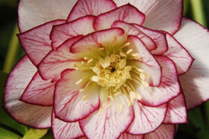 Helleborus Fire and Ice