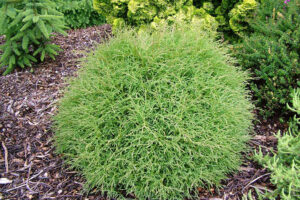 Thuja Mr. Bowling Ball