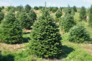 Abies Nordmaniana