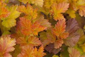 Amber Jubilee Physocarpus