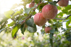 apple tree