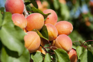 Apricot Tree