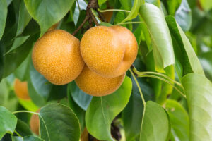 Asian Pears