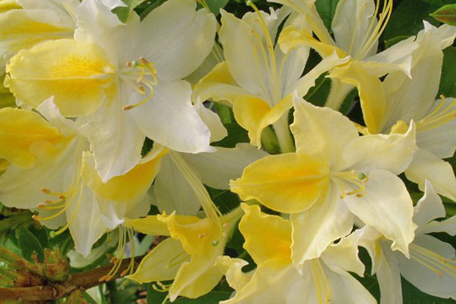 Northern Hi-Lights (Deciduous)