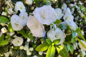 White Rosebud (Deciduous)