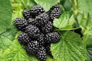 Thornless Black Raspberry