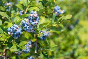 Blueberries