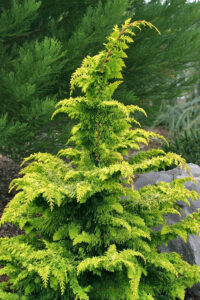 Chamaecyparis Obtusa Fernspray Gold