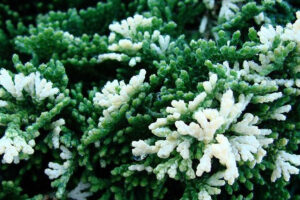 Chamaecyparis Obtusa Snowkist