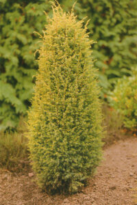 Juniper Gold Cone