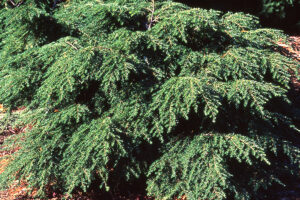 Tsuga Canadensis Canadian Hemlock