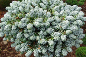 Abies Korea Silver Snow