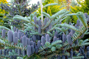 Abies Koreana Silberlocke