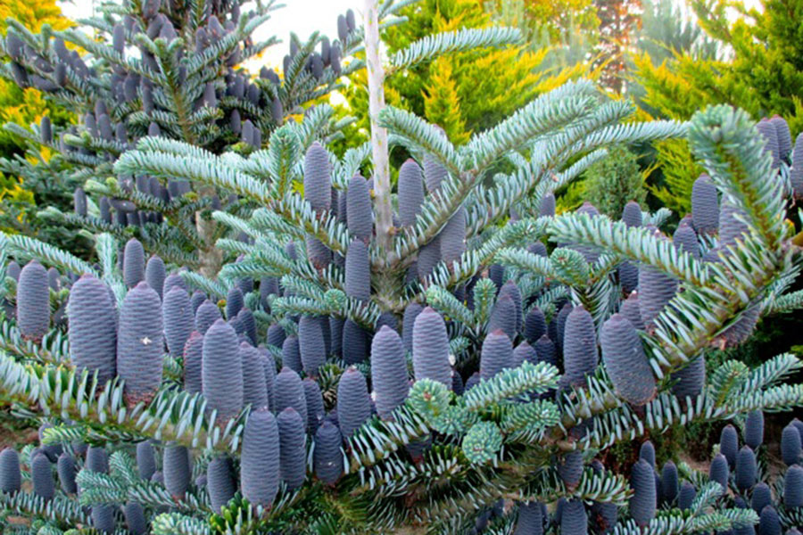 Abies Koreana Silberlocke