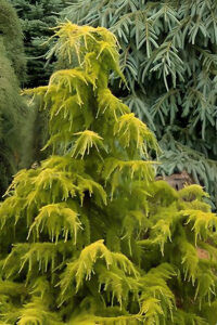 Cedrus Golden Cascade