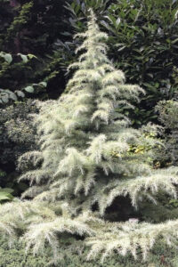 cedrus snow sprite