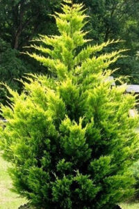 Cupressus Gold Rider