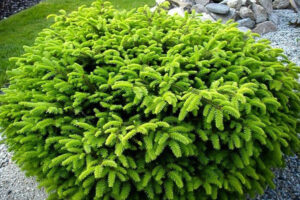 Picea Bird's Nest Spruce