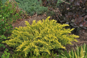 Sea of Gold Juniper Summer