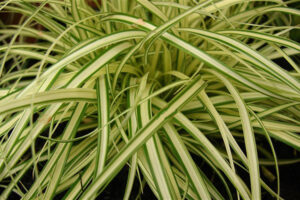 Carex Evergold