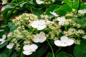 Climbing Hydrangea