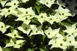 Cornus Kousa Milky Way