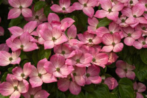 Cornus Satomi