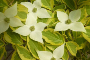 Cornus Summer Gold