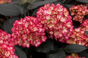 Eclipse Hydrangea