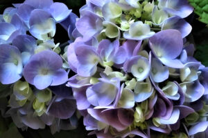 Endless Summer Hydrangea