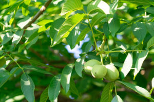 English Walnut Tree