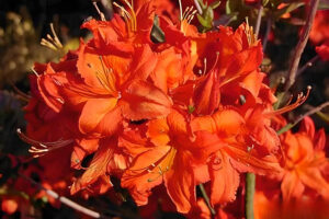 Fireball Azalea