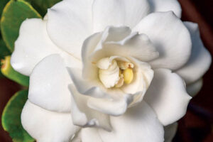 Double Mint Gardenia