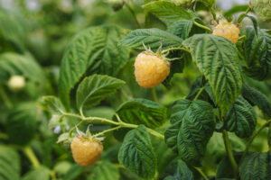 Fall Gold Raspberries