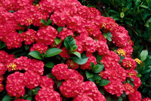 Red Sensation Hydrangea