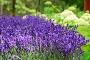 Lavender Hidcote