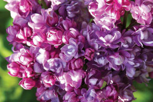 lilacs