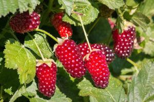 Loganberries