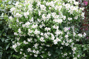 Mock Orange Philadelphus