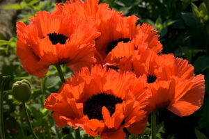 Poppy Papaver Kurkenloius