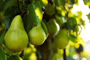 pears in tree