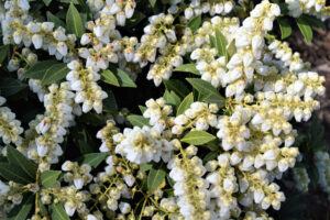 Pieris Cavatine