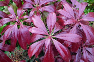 Pieris Katsura