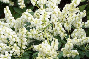 Pieris Purity