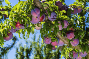 plum tree