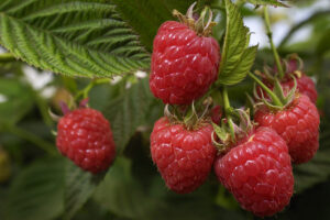 Raspberries