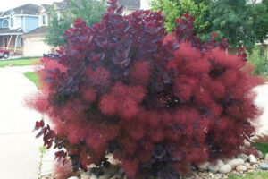 Royal Purple Smoke Tree